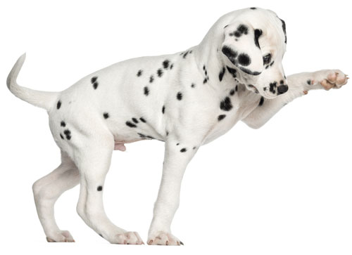 Side view of a Dalmatian puppy pawing up