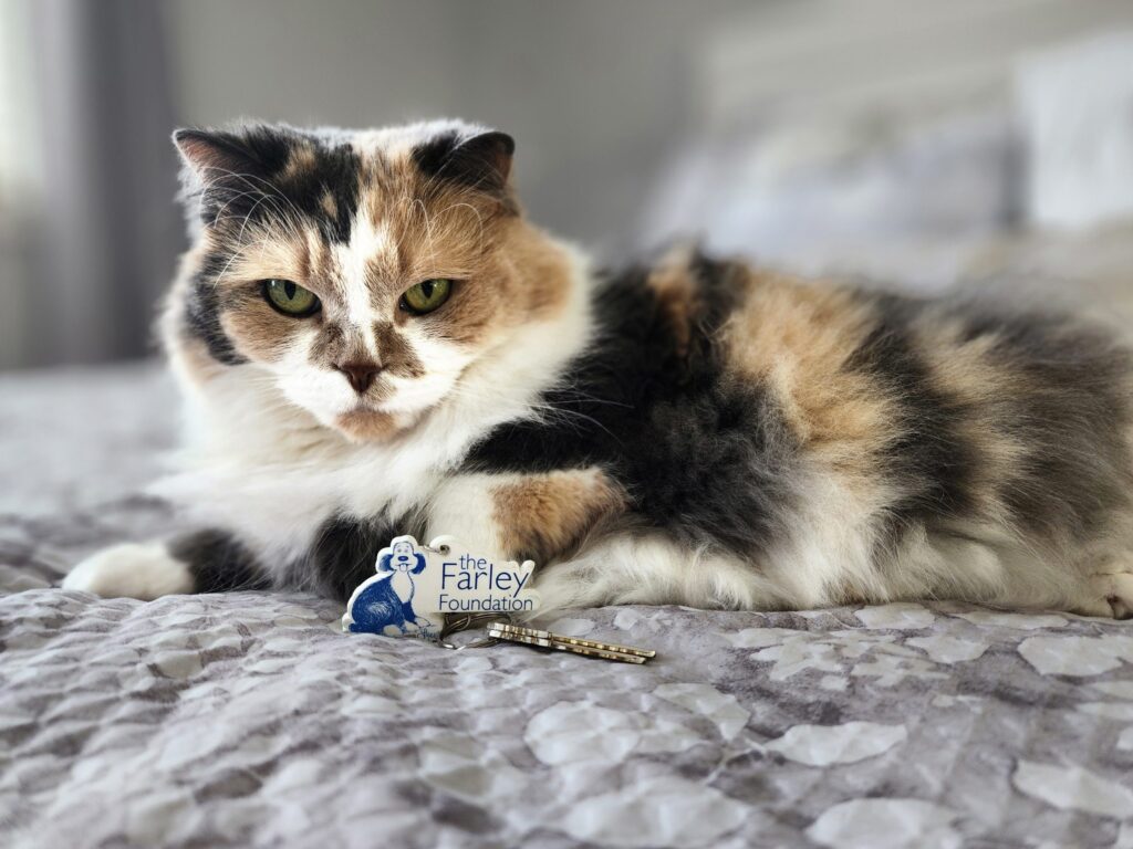 Cat with Farley Foundation keychain.