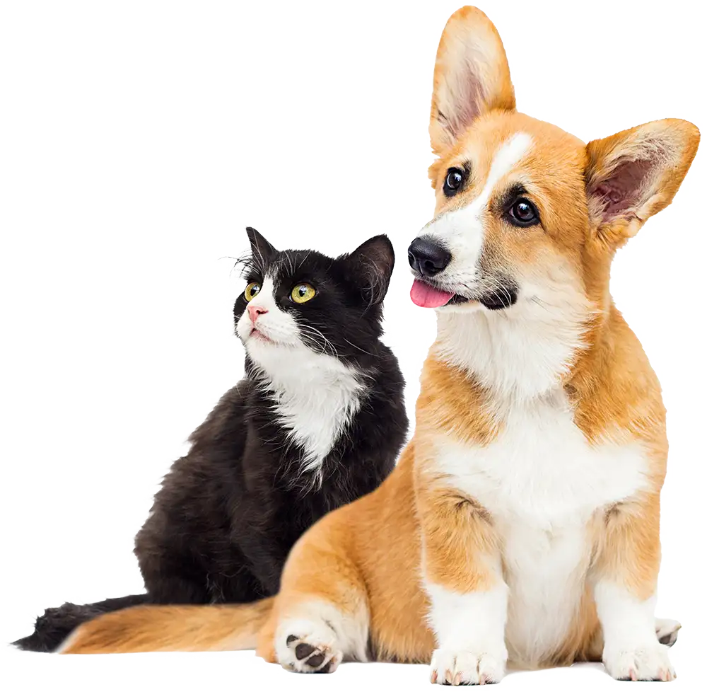 Cat and dog