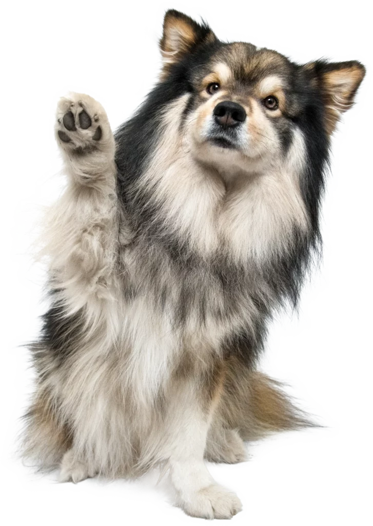 Dog paw up