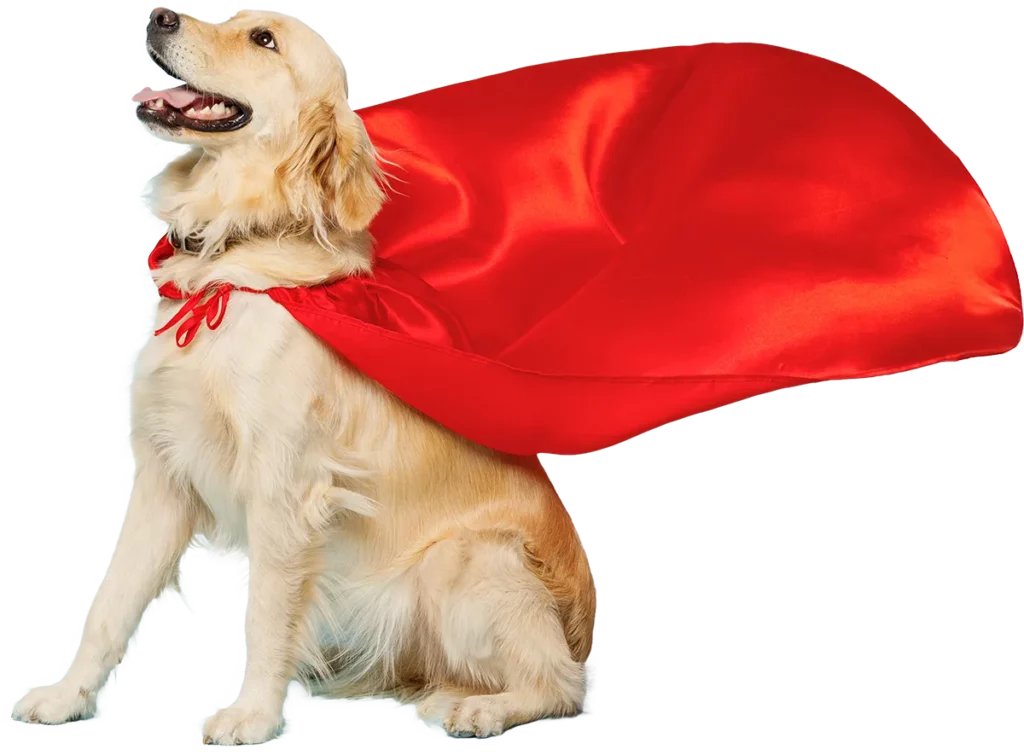 Hero dog