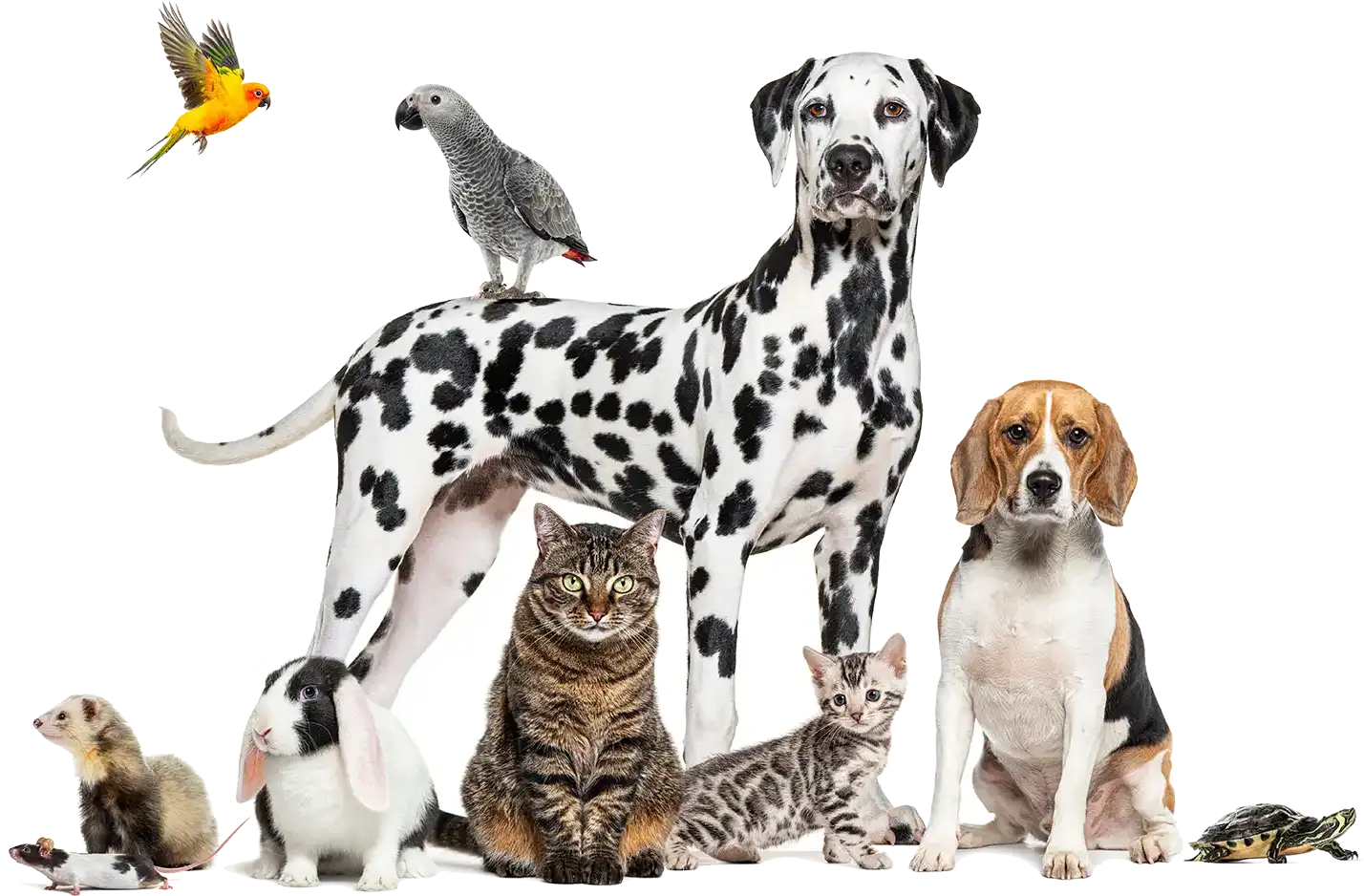 Pet group