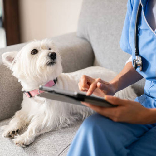 Veterinarian with dog on tablet.