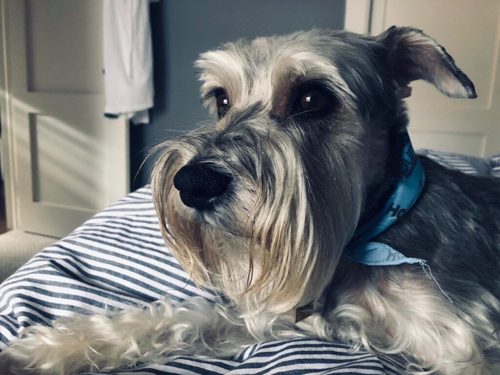 Rummins the dog inspired owner to donate monthly to help sick and injured pets